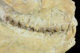 Fossil Oreodont (Merycoidodon) Skull - Wyoming #134347-1